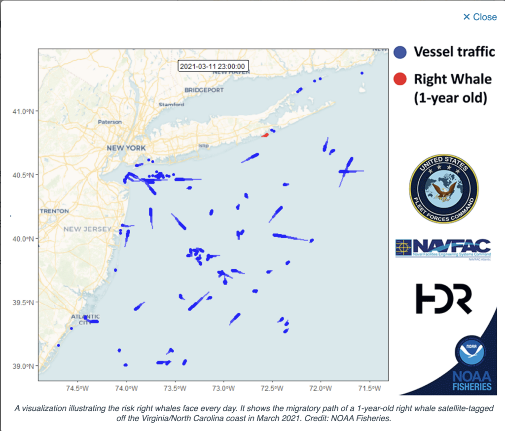 A visualization illustrating the risk right whales face every day. It shows the migratory path of a 1-year-old right whale satellite-tagged off the Virginia/North Carolina coast in March 2021. Credit: NOAA Fisheries.